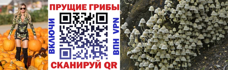 Псилоцибиновые грибы Psilocybe  Обь 